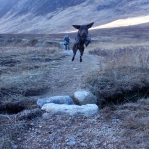 Brodie the Wonder Dog!