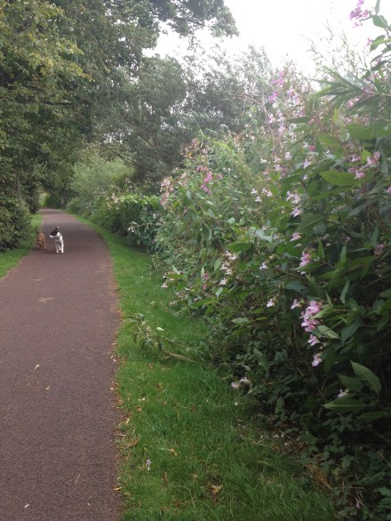 Fragrant flowers along the river path