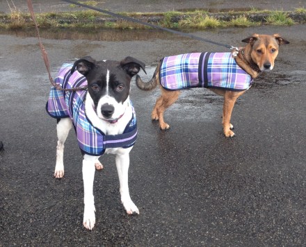 Winnie and Candy in their smart winter coats